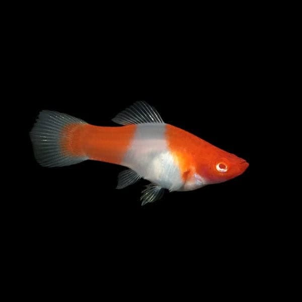 47:Swordtail Kohaku Red White