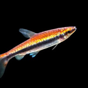 48:Pencilfish Red Beckford