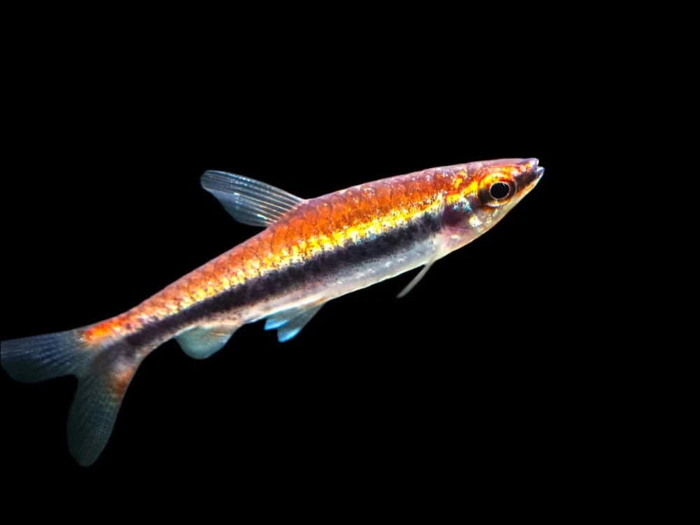 48:Pencilfish Red Beckford