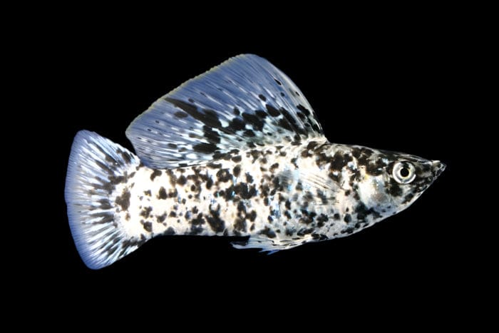 33:Molly Dalmation Sailfin