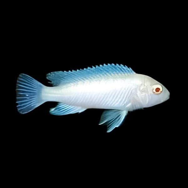 21:Cichlid Snow White
