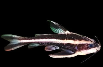 23:Catfish Rapheal Striped