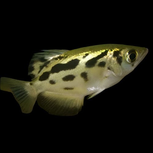 14:Archerfish Gold Burmese