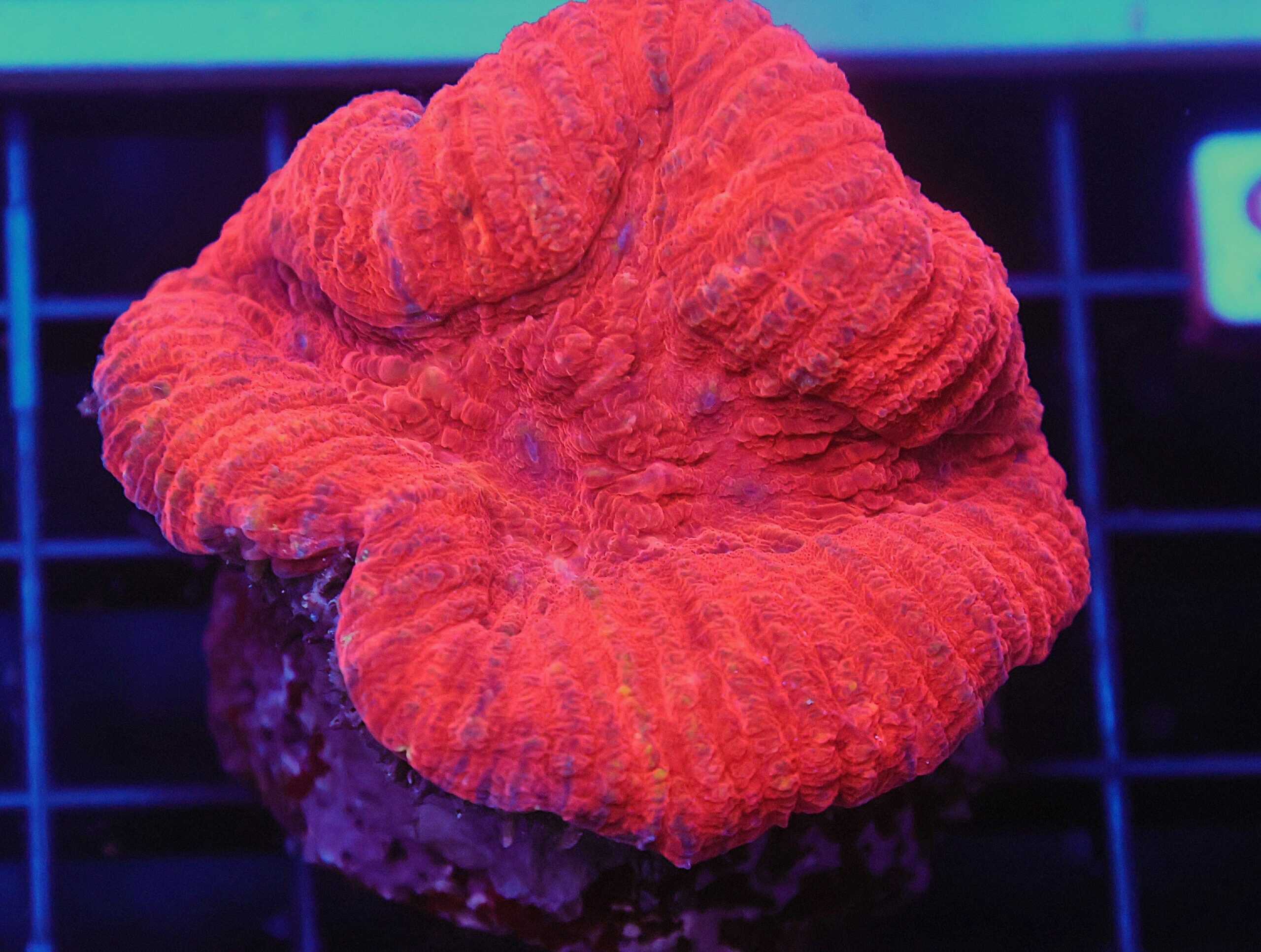 Brain: Lobophyllia: Red (Super); Fiji