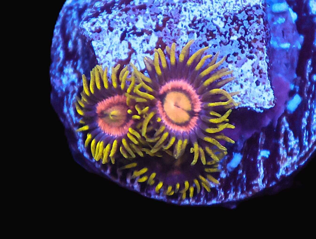 TSA Zoa: Galactic Burst Cult