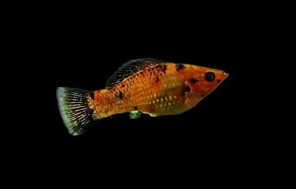 33:Molly Harlequin Sailfin