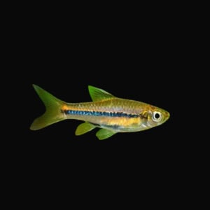 19:Rasbora Brilliant
