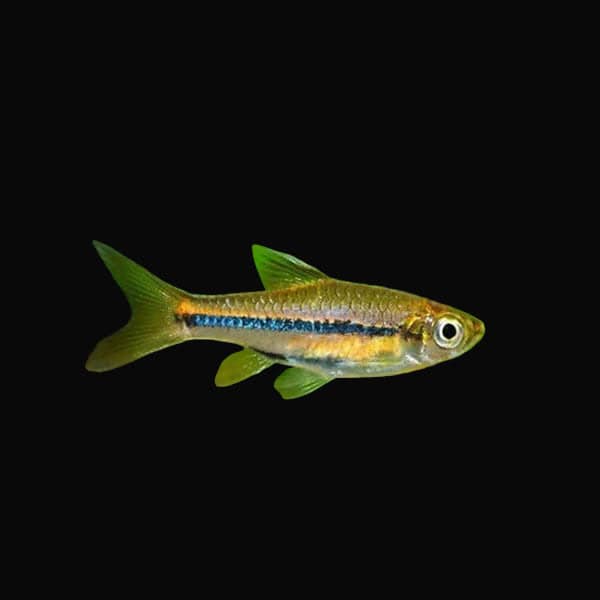 19:Rasbora Brilliant