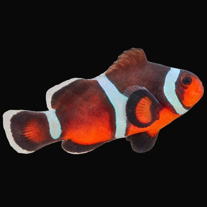 Clown: Ocellaris; Super; C.B.