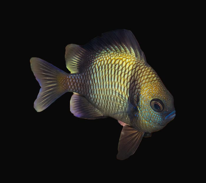 Damsel: Striped; H.C; Fiji