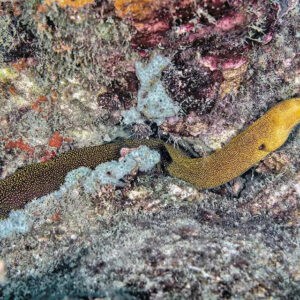 Eel: Goldentail Moray; ATL