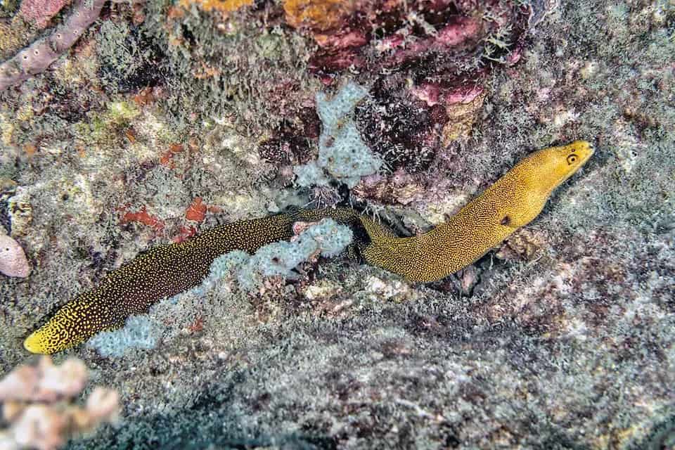 Eel: Goldentail Moray; ATL