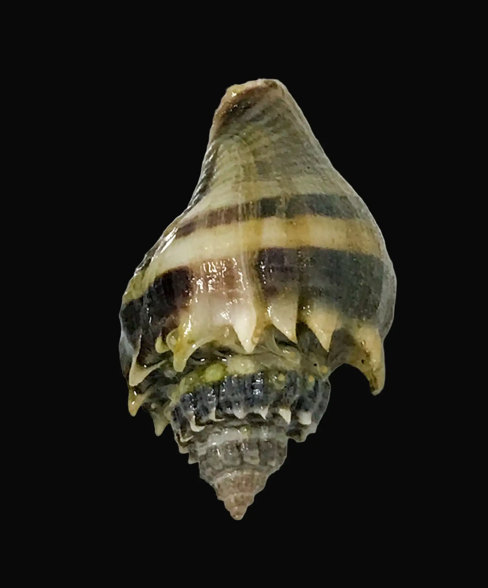 Snail: Crown Sand Conch; Atl.