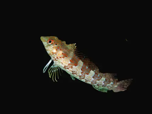 Blenny: Saddled