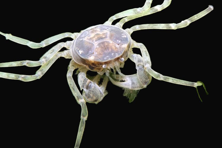 27:Crab Thai Micro Spider