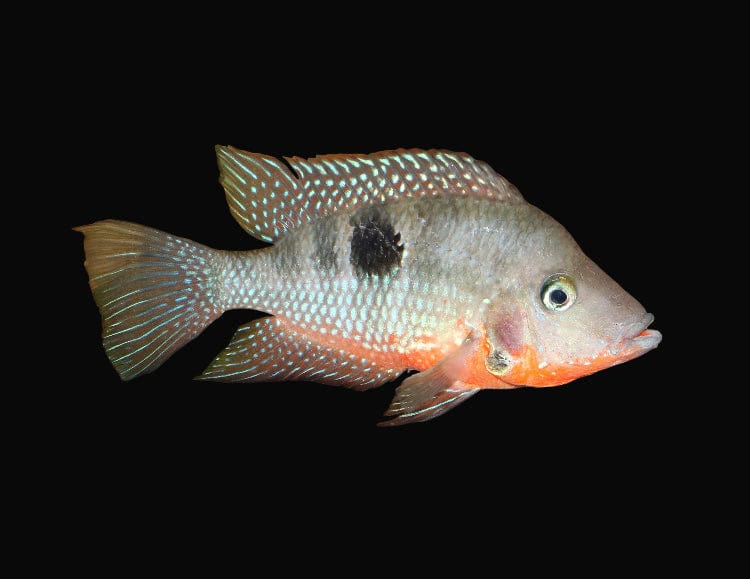 22:Cichlid Firemouth