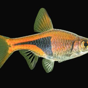 19:Rasbora Harlequin