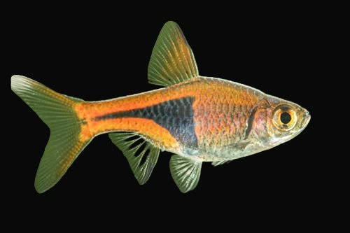 19:Rasbora Harlequin