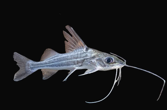 23:Catfish Pictus Four Line