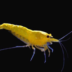 28:Shrimp Super Yellow