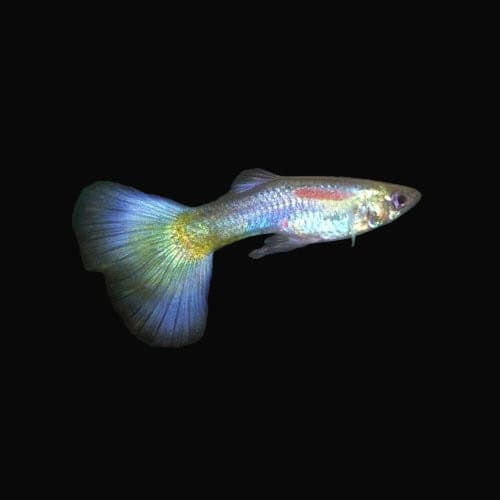 34:Guppy Blue Delta: Pair