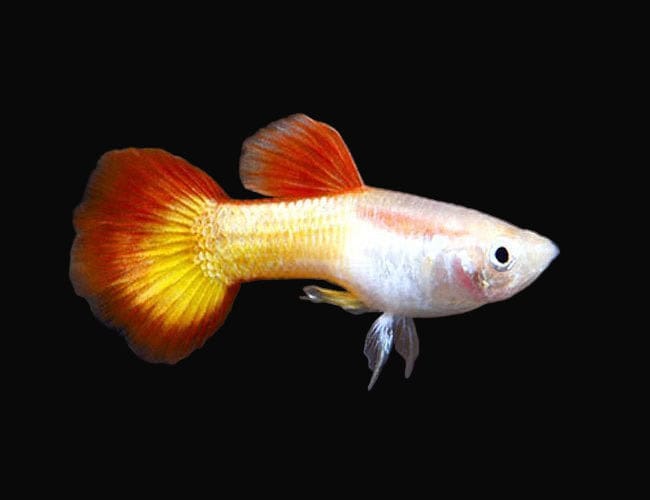 34:Guppy Tequila Sunrise: Pair