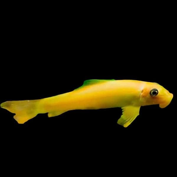 23:Algae Eater: Gold