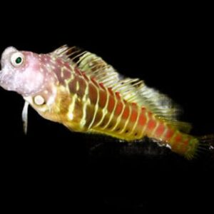 Blenny: Golden Tiger