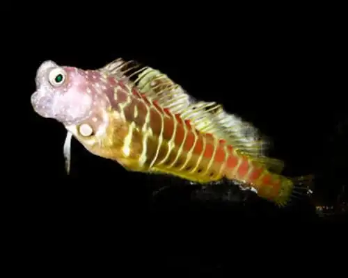Blenny: Golden Tiger