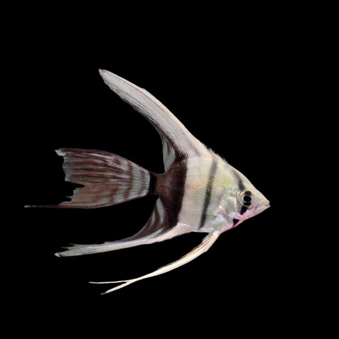 12:Angelfish Half Black Veil