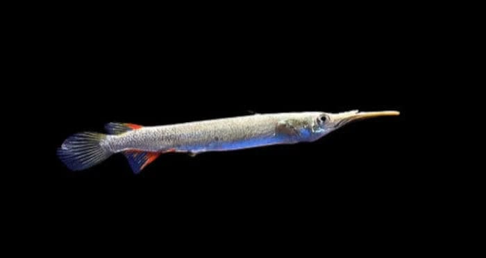 14:Halfbeak Platinum