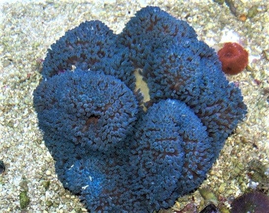 Anemone: Carpet; Blue