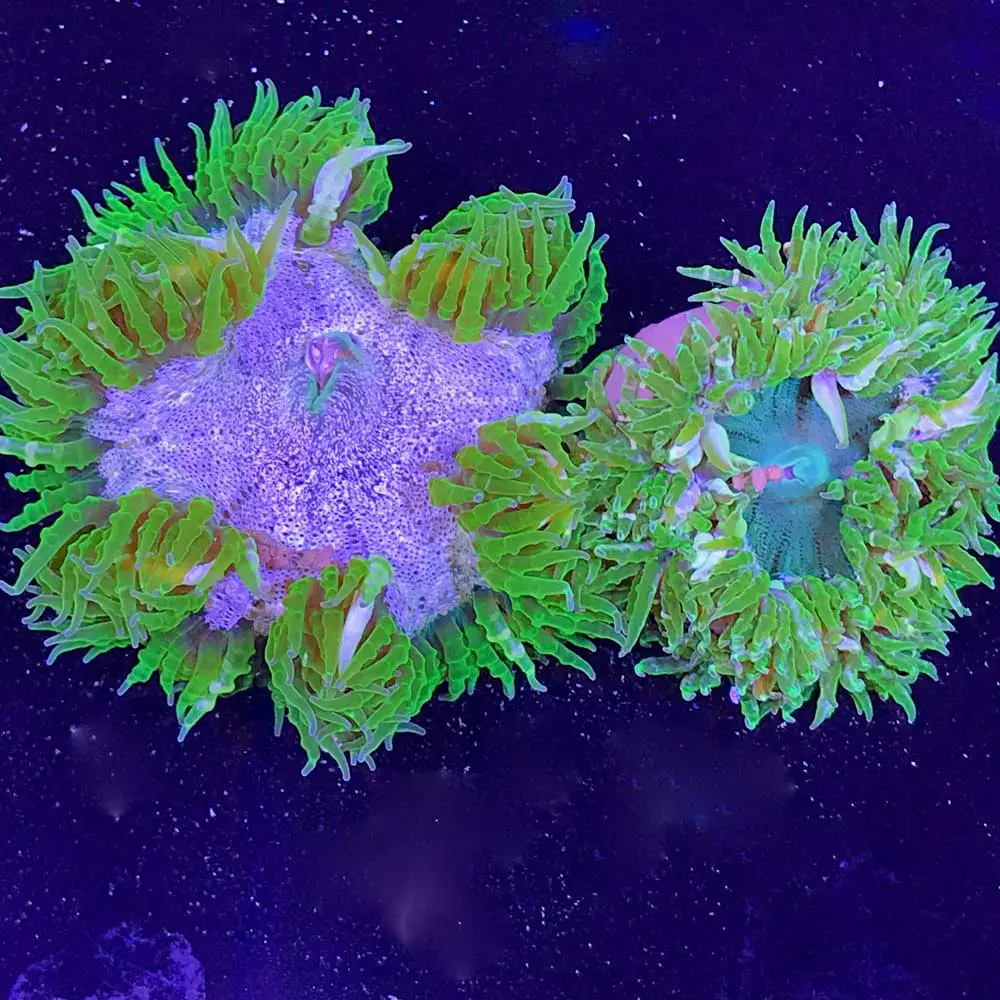 Anemone: Flower;Super Gr;Carib