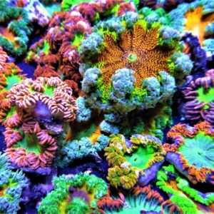 Anemone: Flower; Red/Ornge Sup;