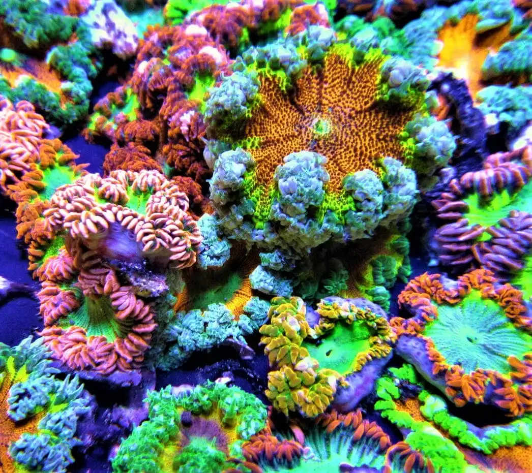 Anemone: Flower; Red/Ornge Sup;