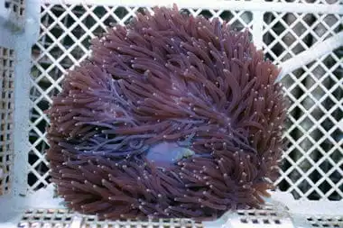 Anemone: Ritteri; Color