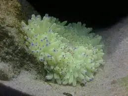 Anemone: Sebae; Colored