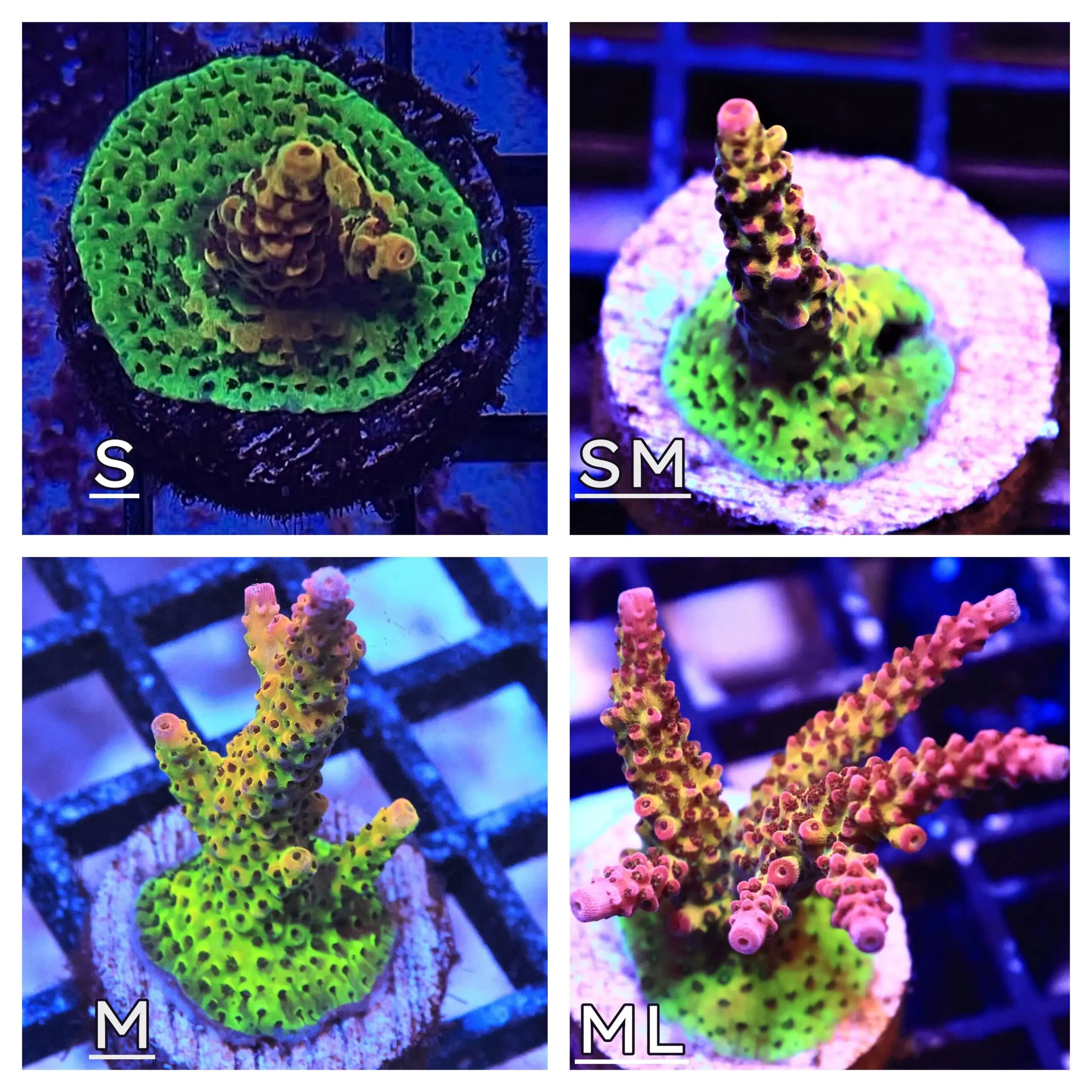 SDC Acro: Rainbow Rommels Cult