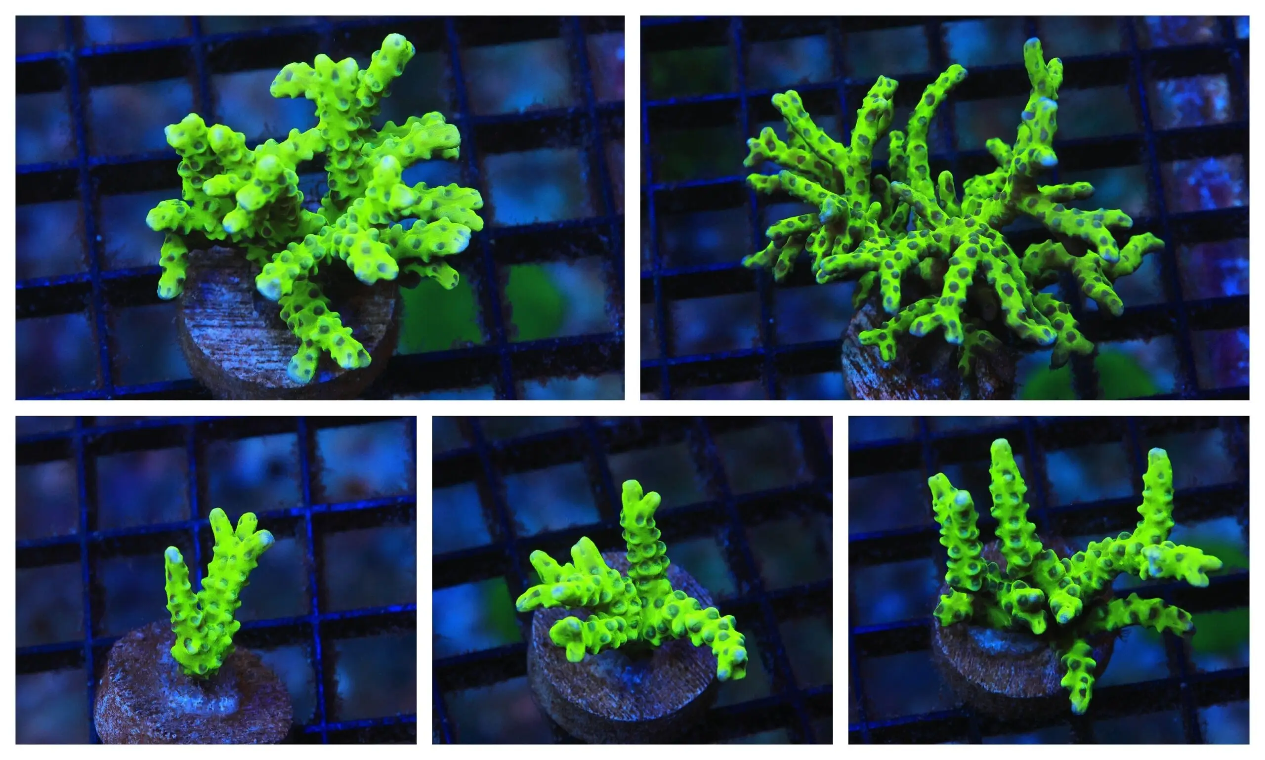 SDC Anacropora: Grn Goblin Cult