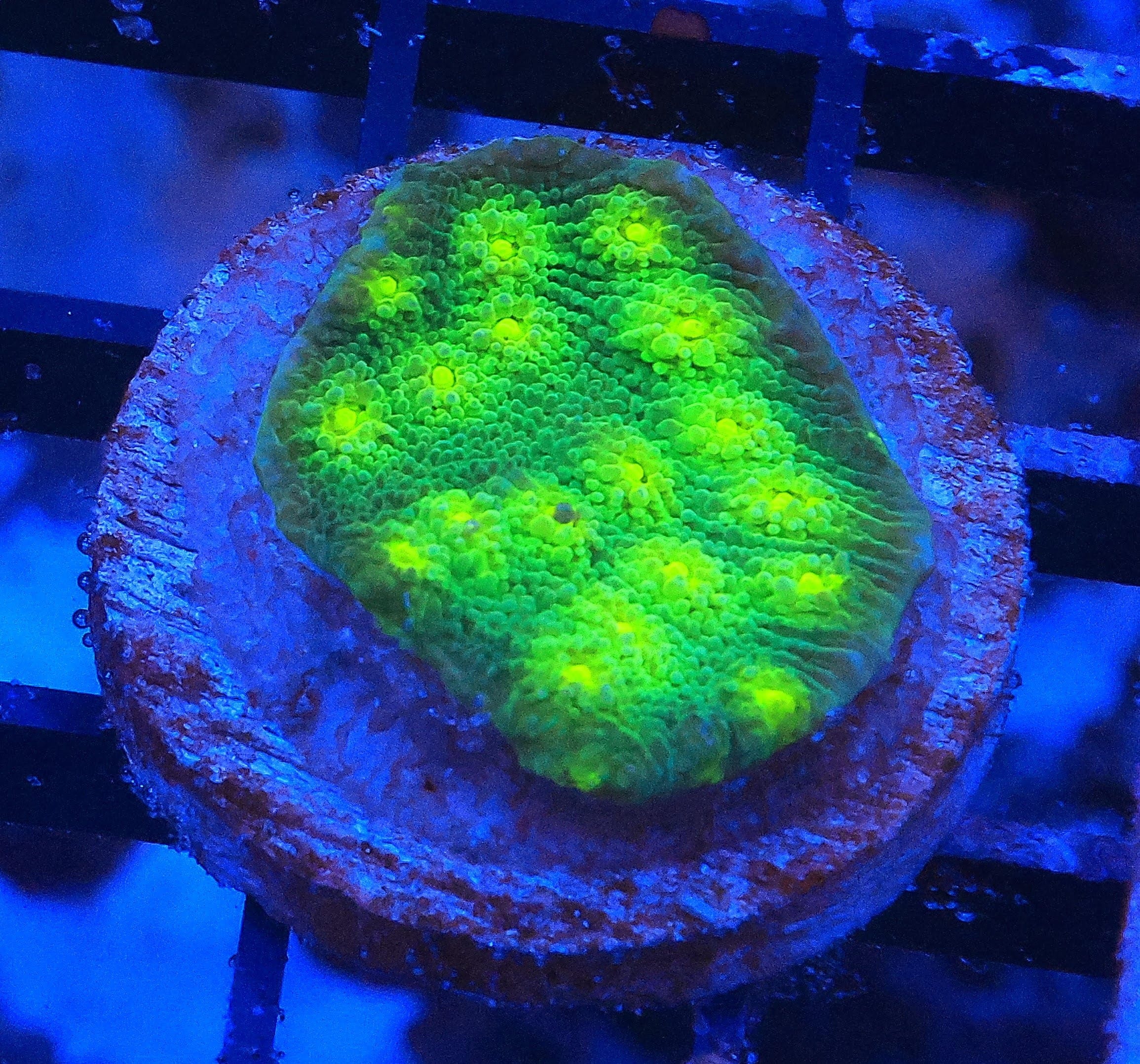 SDC Chalice: Hollywood Stunner Chalice