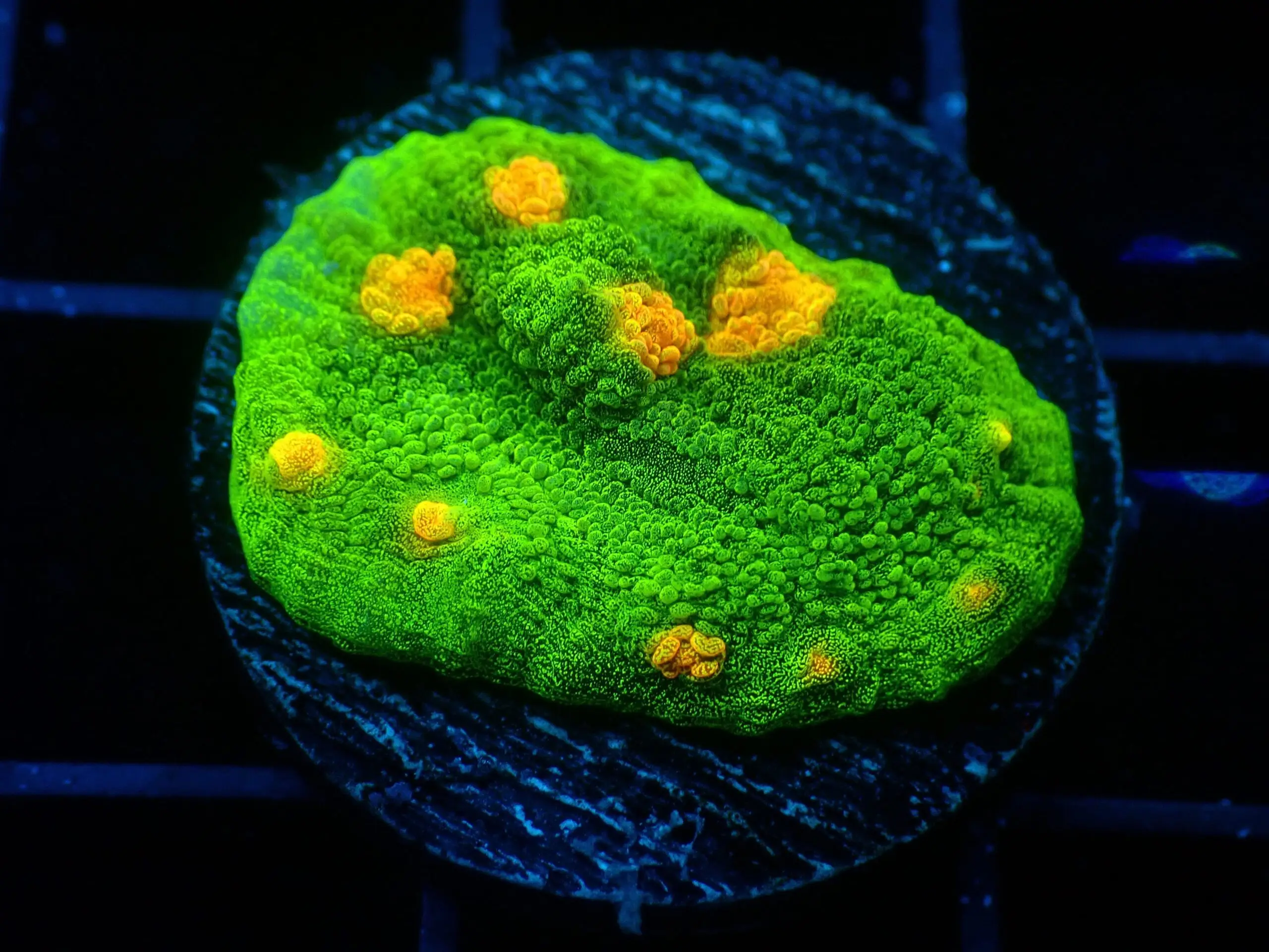 TSA Chalice: Space Invaders Cul