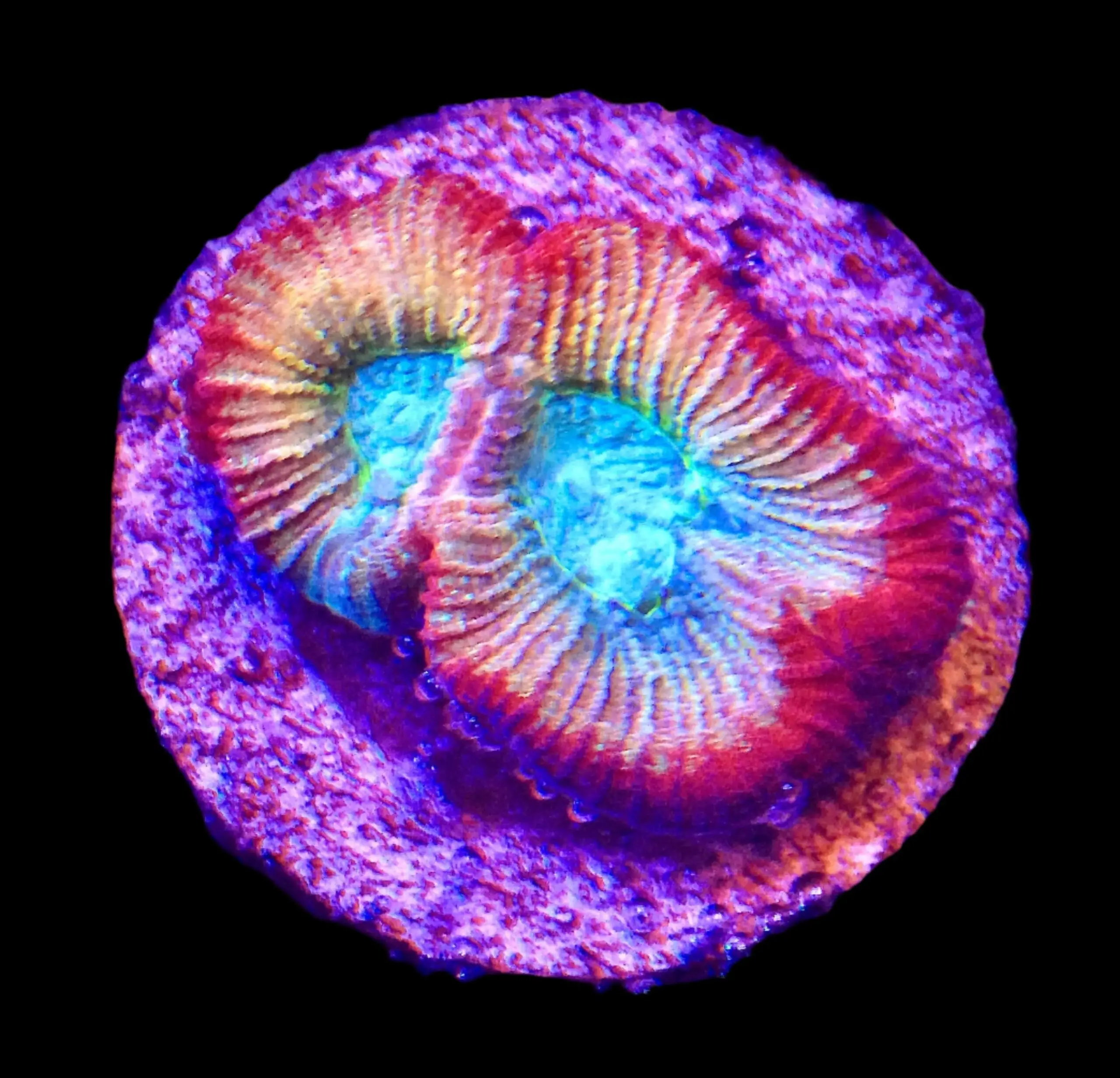 SDC Favia: Rainbow Turquoise Cu