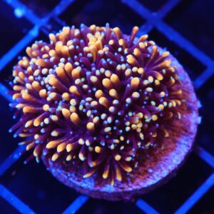 SDC Galaxea: Mother Of All Cult