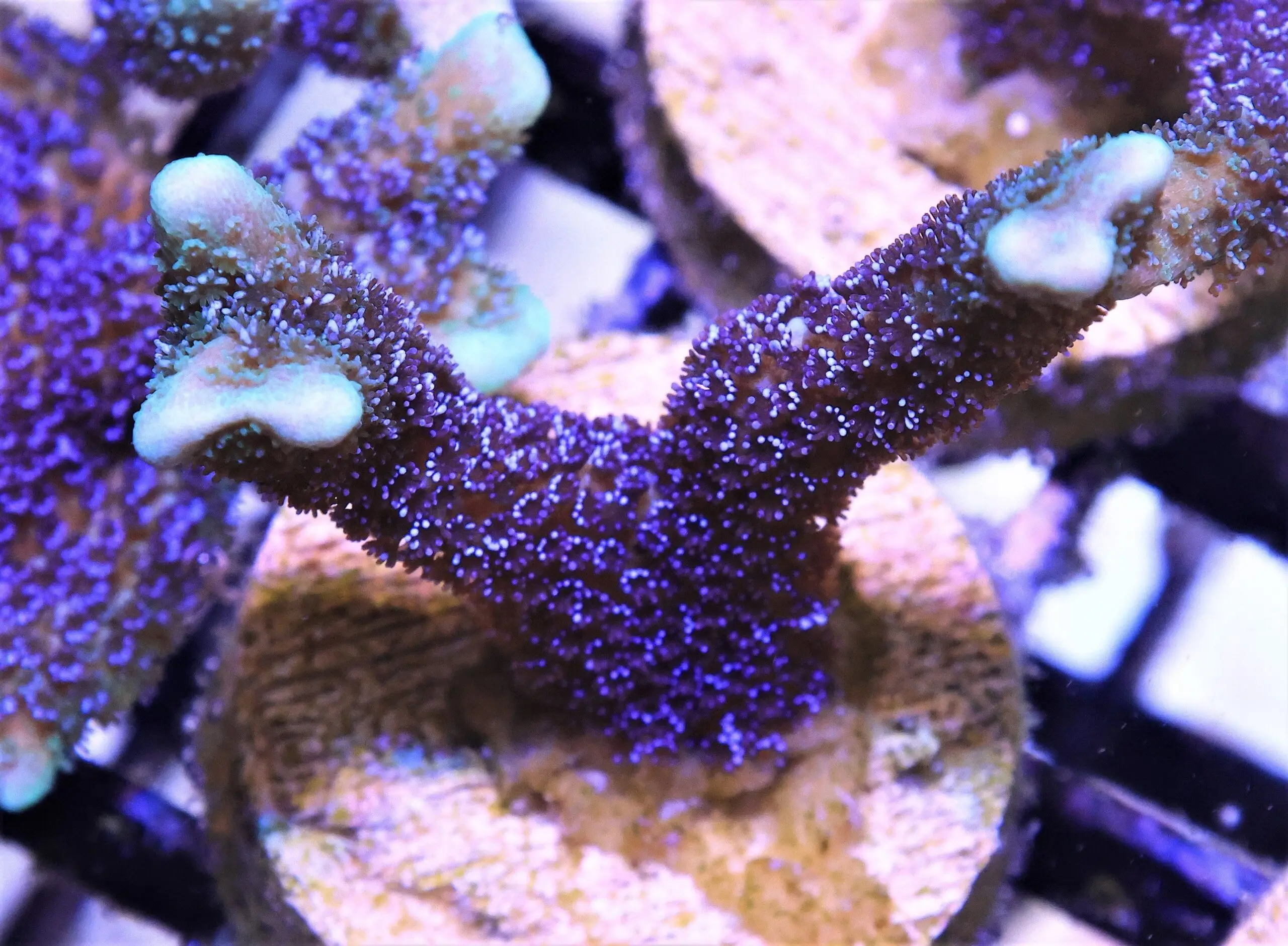 SDC Monti: German Blue Digi Cul