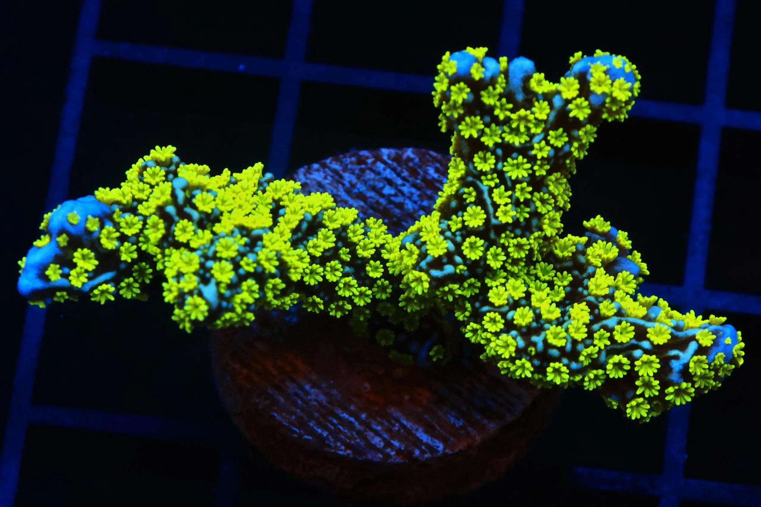 SDC Monti: Tubbs Stellata Cult