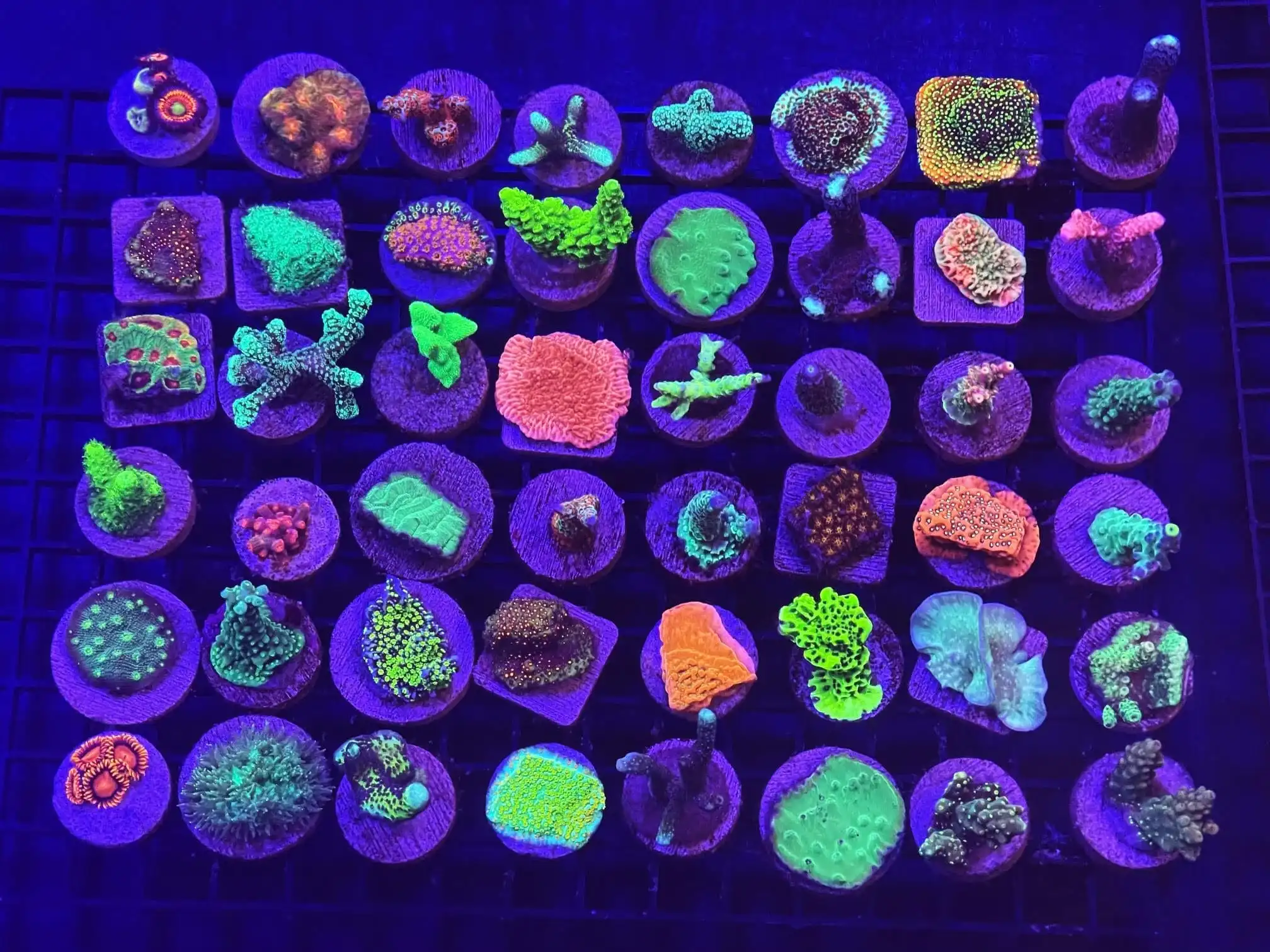 SDC Pack: Cultured Coral Frag