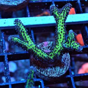 SDC Seri: Birds of Paradise Cul