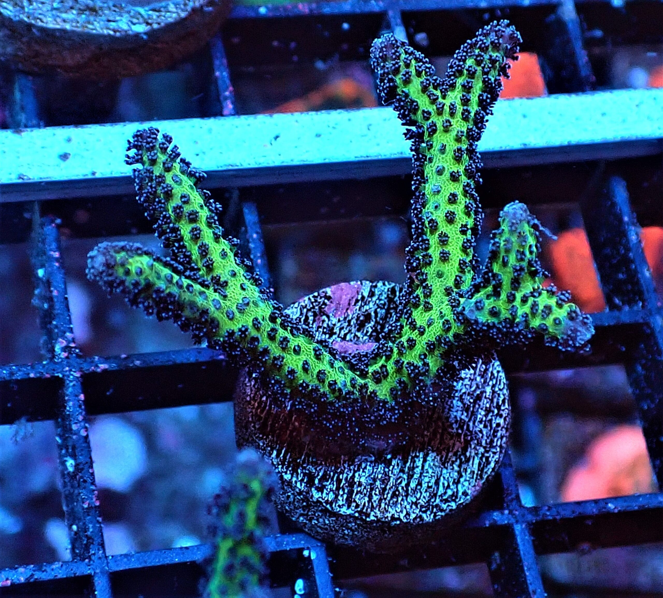 SDC Seri: Birds of Paradise Cul