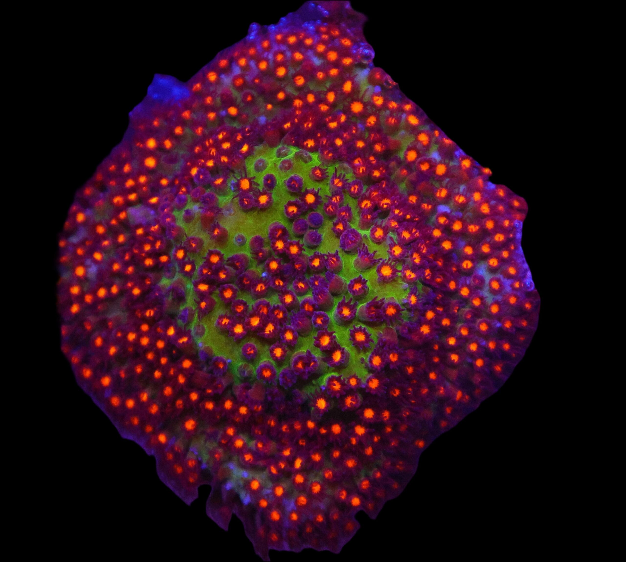 SDC Styloc: Candy Apple Cult