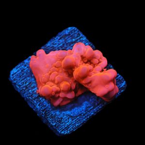 SDC Montipora; Mai Tai Set